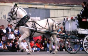 Cheval de trait