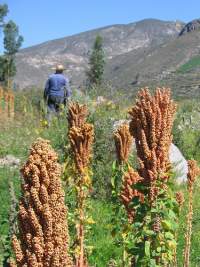 Le quinoa est l'une des meilleures protéines végétales de la planète