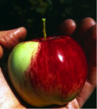 Aux origines de la pomme